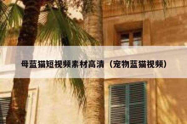 母蓝猫短视频素材高清（宠物蓝猫视频）