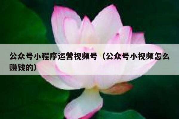 公众号小程序运营视频号（公众号小视频怎么赚钱的）