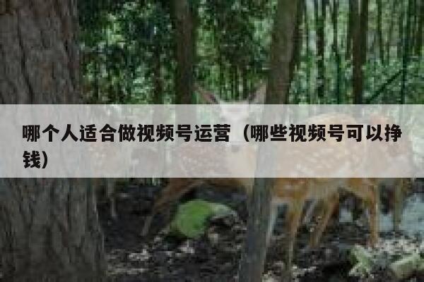 哪个人适合做视频号运营（哪些视频号可以挣钱）