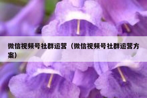 微信视频号社群运营（微信视频号社群运营方案）