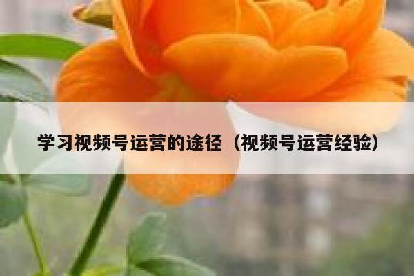 学习视频号运营的途径（视频号运营经验）