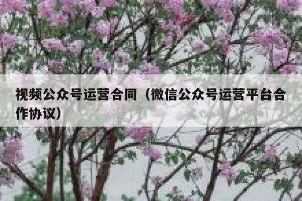 视频公众号运营合同（微信公众号运营平台合作协议）