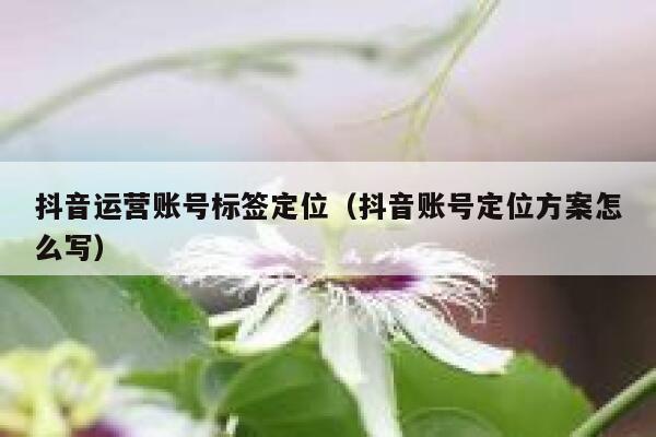 抖音运营账号标签定位（抖音账号定位方案怎么写）
