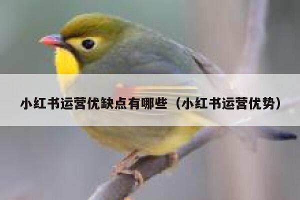 小红书运营优缺点有哪些（小红书运营优势）