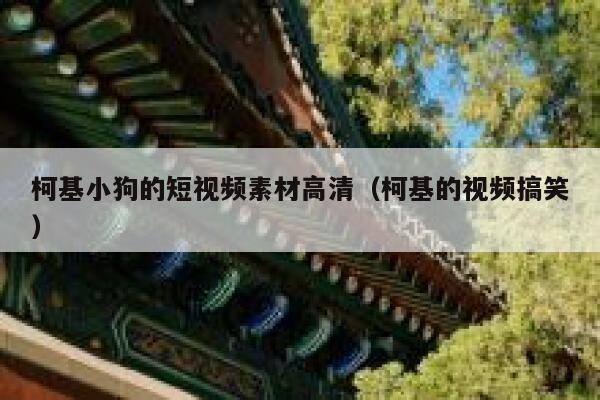 柯基小狗的短视频素材高清（柯基的视频搞笑）