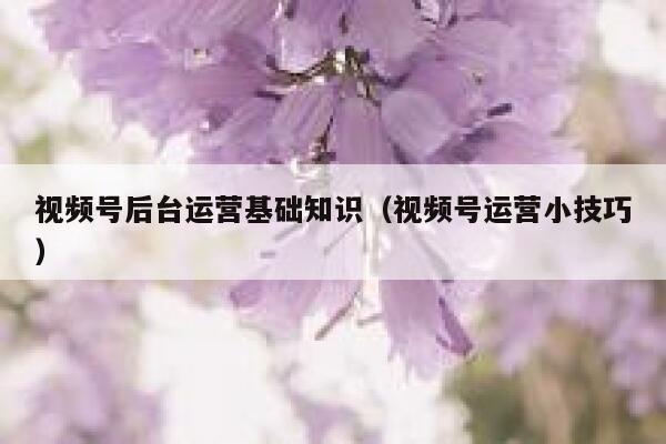 视频号后台运营基础知识（视频号运营小技巧）