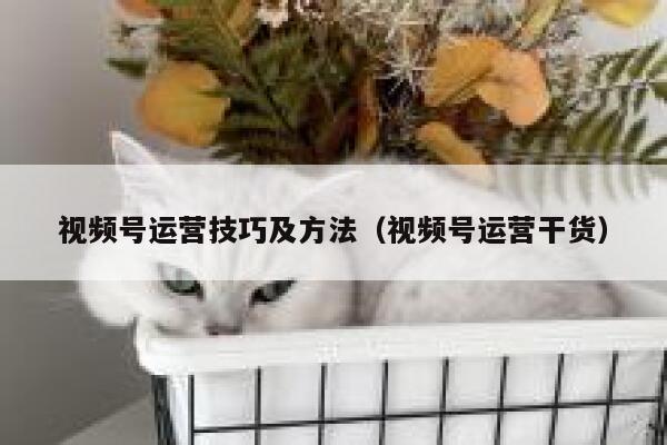 视频号运营技巧及方法（视频号运营干货）